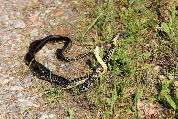 Lotta tra Coluber viridiflavus - Hierophis viridiflavus